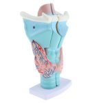 Magnified Human Larynx Model - Image 2