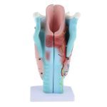 Magnified Human Larynx Model - Image 3