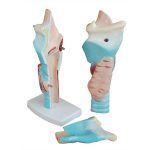 Magnified Human Larynx Model - Image 4