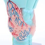 Magnified Human Larynx Model - Image 5