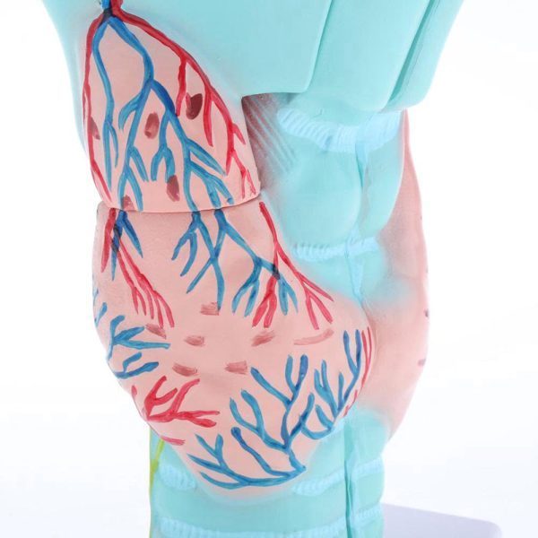 A30301 Anatomia 4