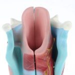 Magnified Human Larynx Model - Image 6