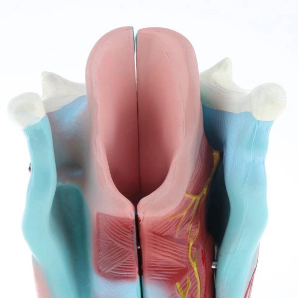 A30301 Anatomia 5