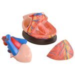 Jumbo Heart Model - Image 2
