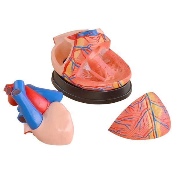A30601 Anatomia 1