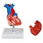 Life-Size Heart Model - Image 2