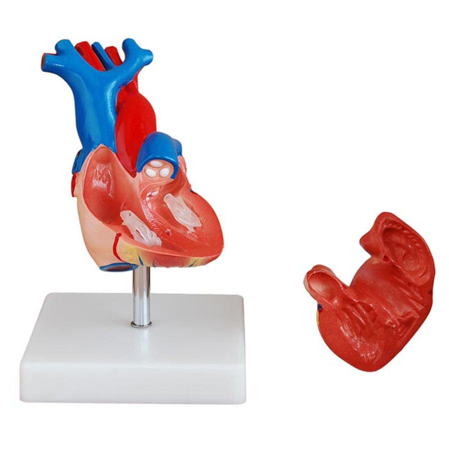 LifeSize Heart Model 2 Parts
