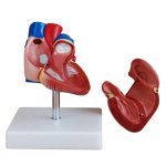 New Style Life-Size Heart Model - Image 2