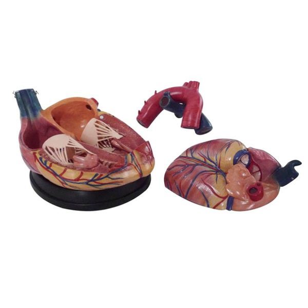 A30604 Anatomia 1