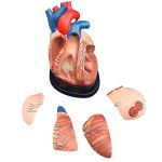 Middle Heart Model - Image 2