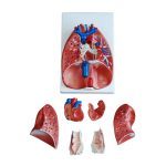 Larynx, Heart and Lung Model - Image 2