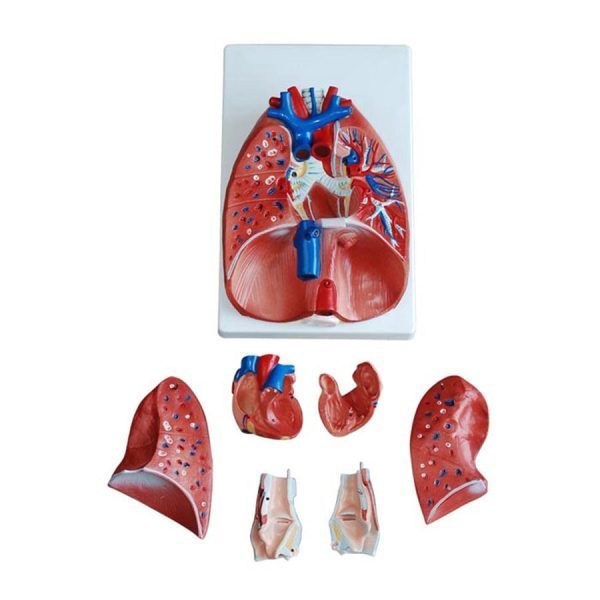 A30702 Anatomia 1