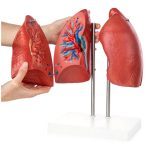 Lung Model - Image 3