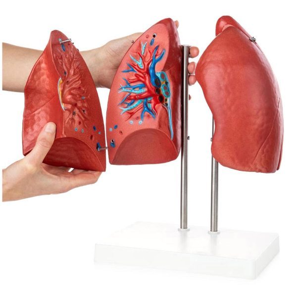 A30703 Anatomia 2