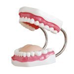 Dental Care Model (32 Teeth) - Image 2