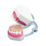 Small Dental Care Model (32 Teeth) - Image 2