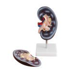 Kidney Model(Part 2) - Image 2