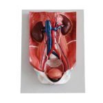Urinary System Model - Image 2