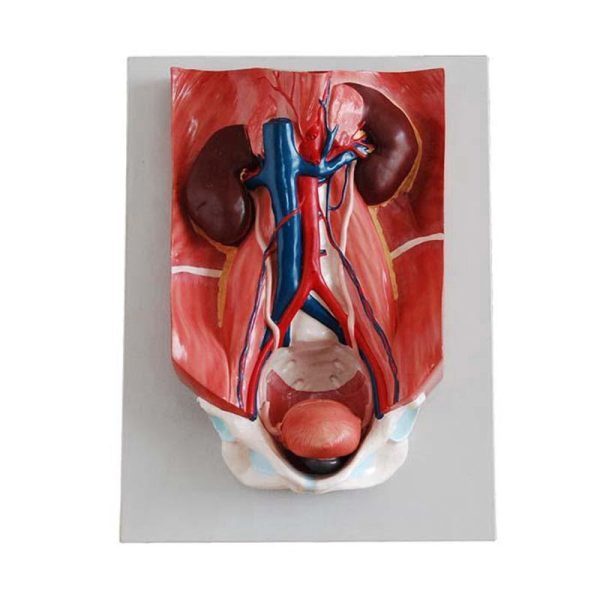 A31007 Anatomia 1
