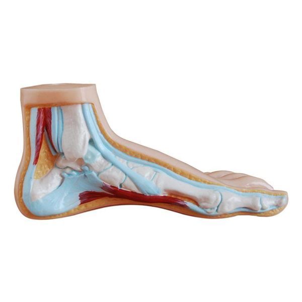 A31101 Anatomia 1