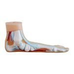 Normal, Flat and Arched Foot - Image 3