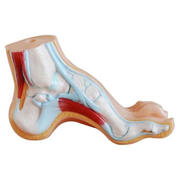 A31101 Anatomia 3