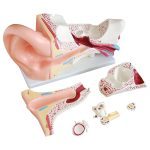 New Style Giant Ear Model - Image 2