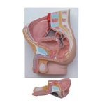 Human Male Pelvis Section (2 Part) - Image 2
