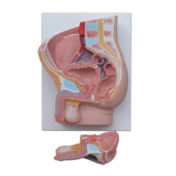A31302 Anatomia 1