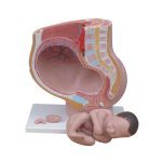 Human Female Pelvis Section (4 Parts) - Image 2