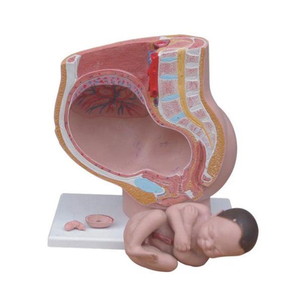 A31305 Anatomia 1