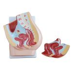 Human Female Pelvis Section ( 2 Parts) - Image 2