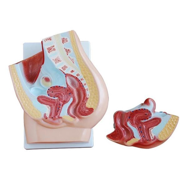 A31306 Anatomia 1