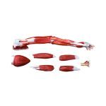 Muscle of Human Arm 7 Parts - Image 3