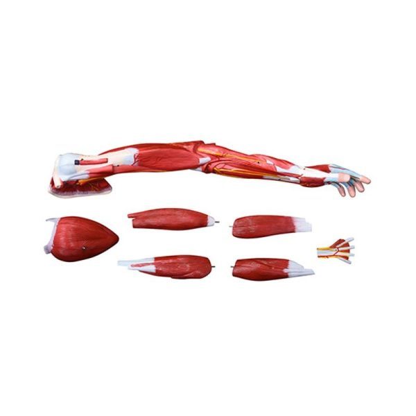 A31401 Anatomia 2