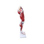 Muscle of Human Arm 7 Parts - Image 2