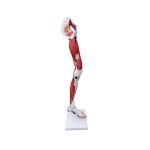 Muscle of Human Arm 7 Parts - Image 3