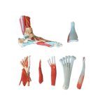 Life Size Human Muscle Foot Model 7 Parters - Image 2