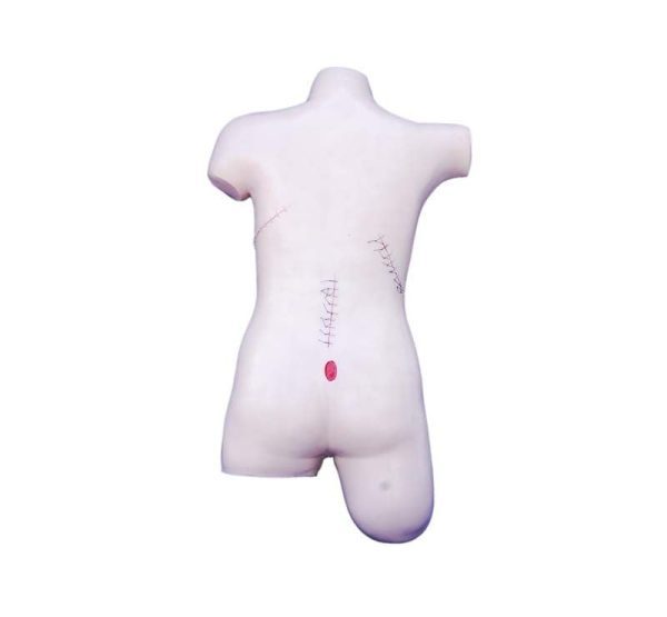 A40606 Anatomia 1