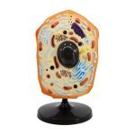 Animal Cell Model Large - Image 2