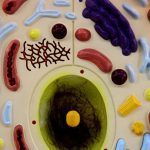 Animal Cell Model Large - Image 4