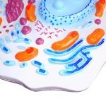 Animal Cell Model Small - Image 2