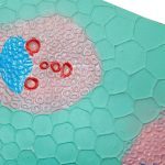 Monocot Stem Structure Model - Image 2