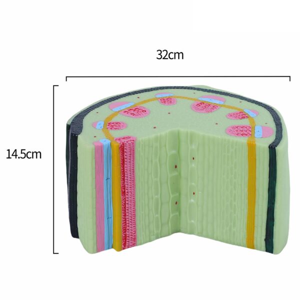 Dicot Stem Structure - Image 5
