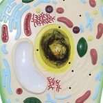 Plant Cell Model Large - Image 4