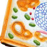 Plant Cell Model Small - Image 2