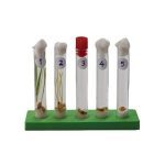 Controlled Germination Experiment Set - Image 2