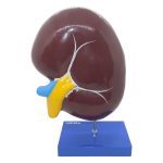 Human Kidney Section Model - Image 2