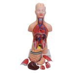 Human Torso Model 50 cm 8 Parts - Image 2