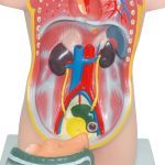 Human Torso Model 50 cm 8 Parts - Image 5
